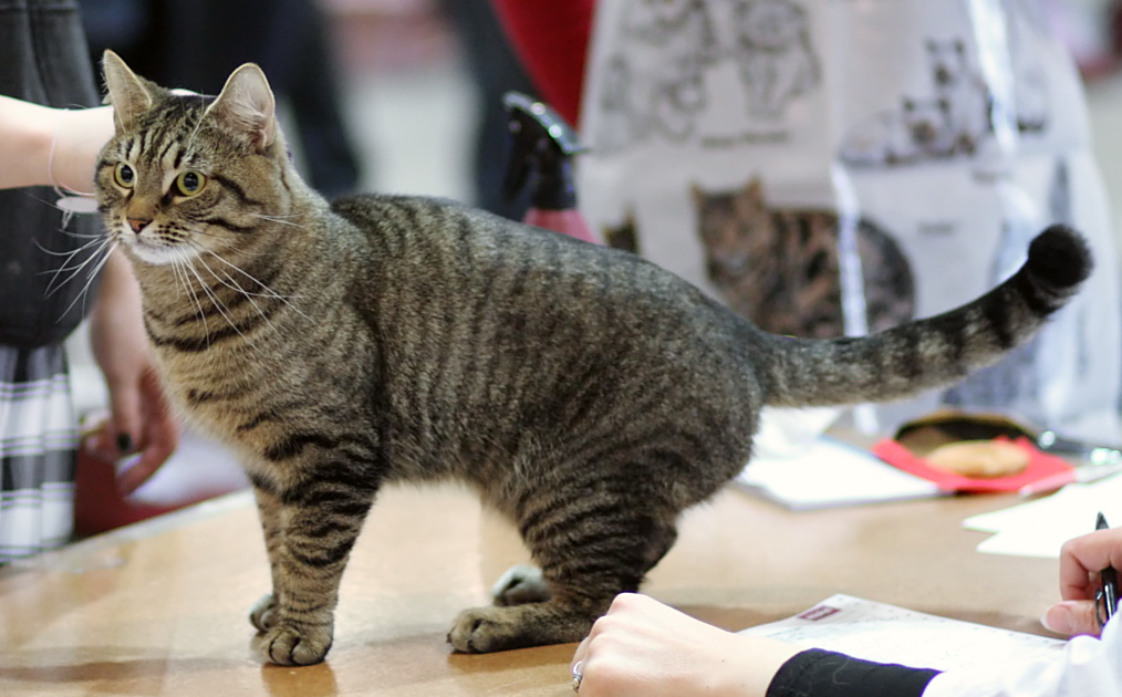 Photo de chat européen